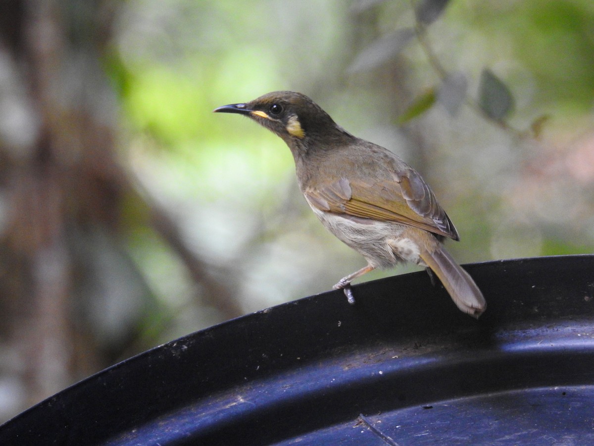 Yellow-spotted Honeyeater - ML173582081