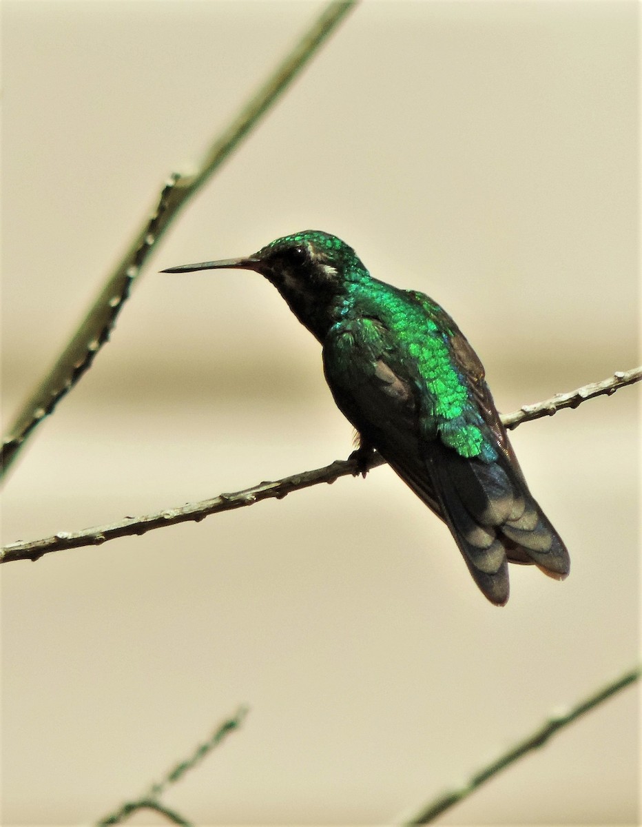 Canivet's Emerald - ML173583101