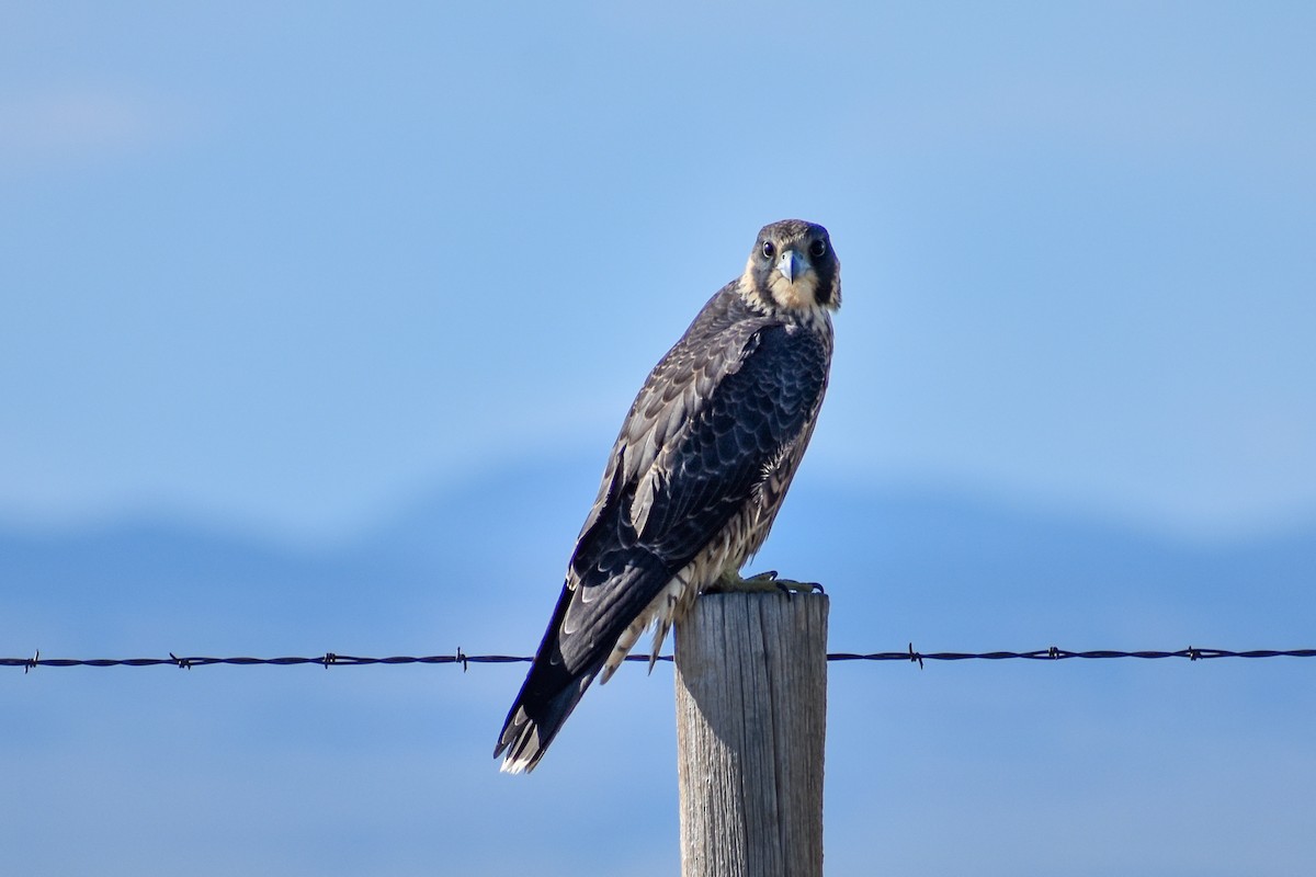 Peregrine Falcon - ML173583511