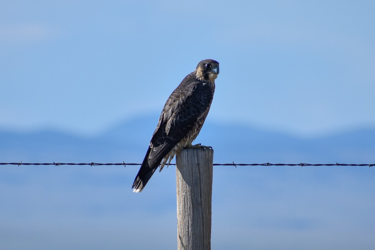 Peregrine Falcon - ML173583521