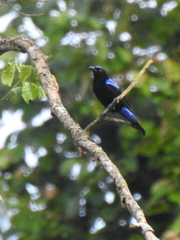 Asian Fairy-bluebird - Nimali Digo & Thilanka Edirisinghe