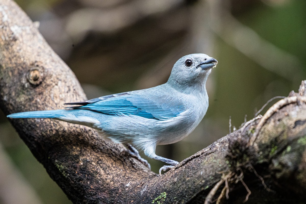 Sayaca Tanager - Michael Henry