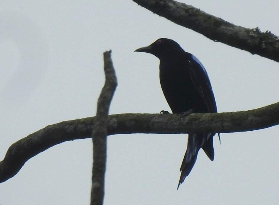 Asian Fairy-bluebird - Nimali Digo & Thilanka Edirisinghe