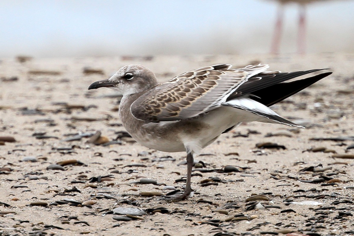 Laughing Gull - WNY Records