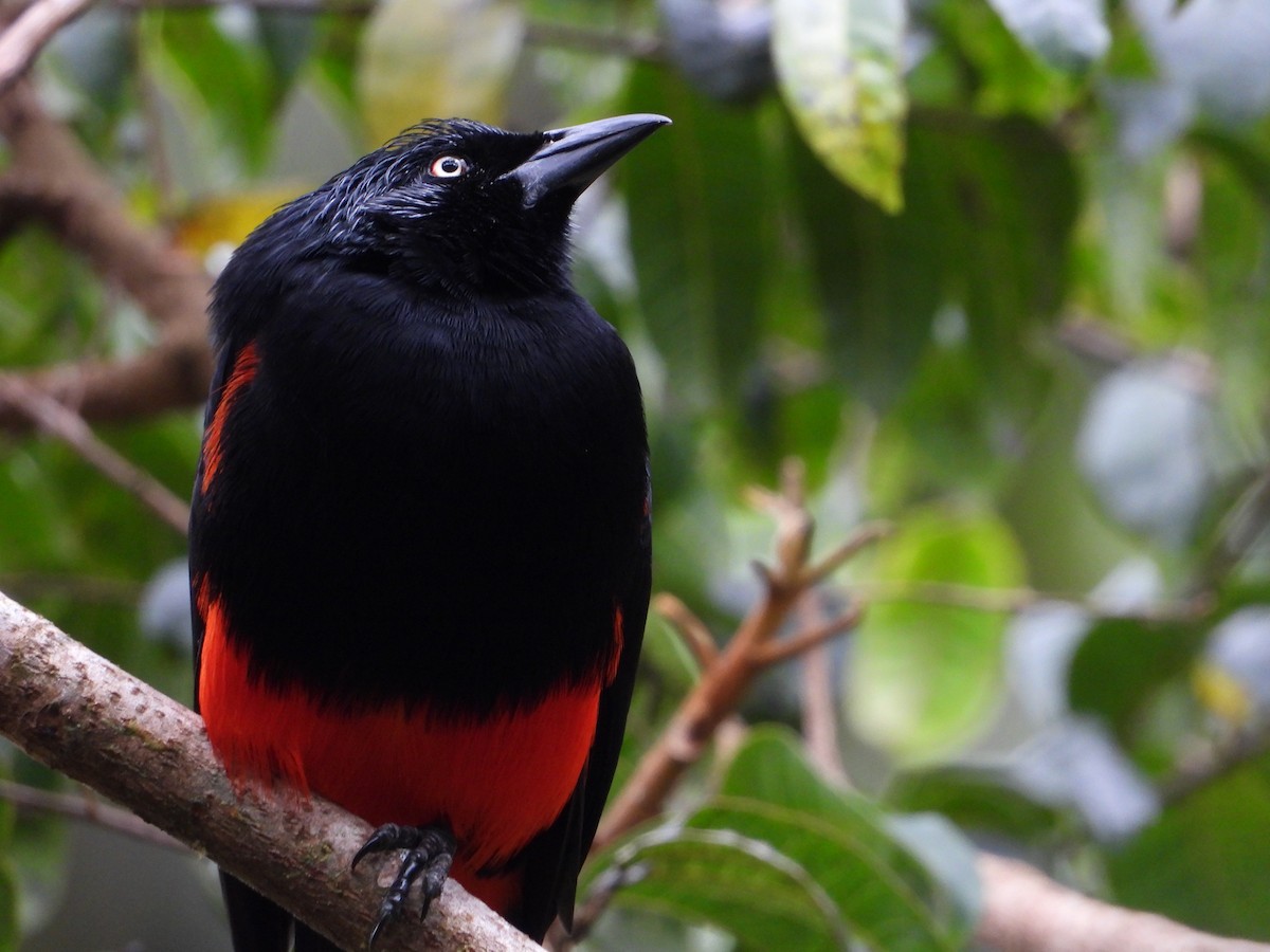 Red-bellied Grackle - Carlos López Ardila