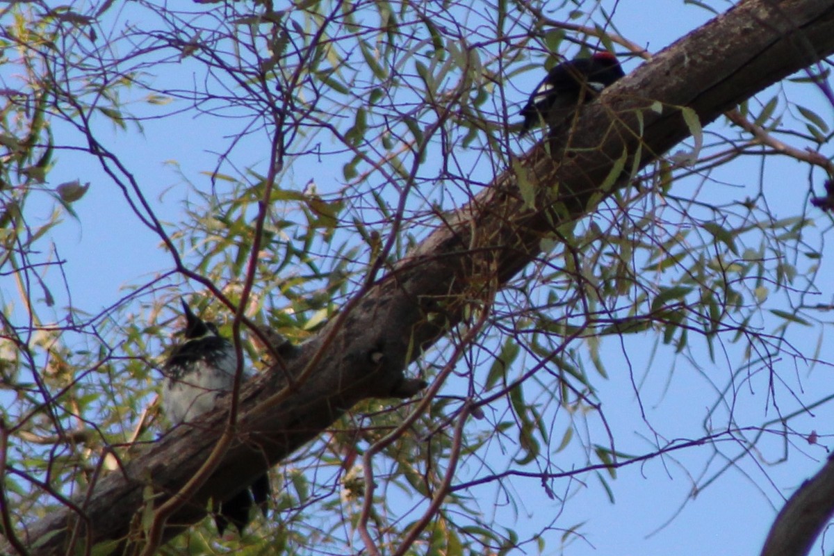 Acorn Woodpecker - ML173587761