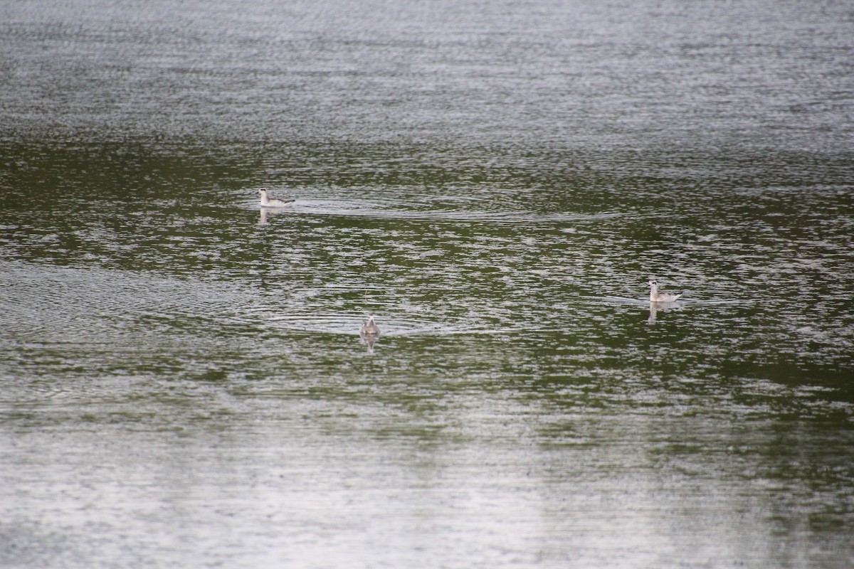 Red-necked Phalarope - ML173589241