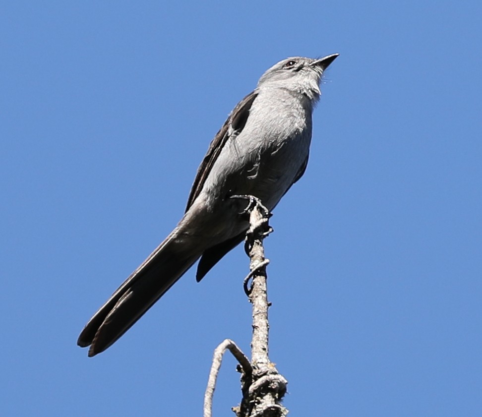 Shear-tailed Gray Tyrant - Bonnie Bompart