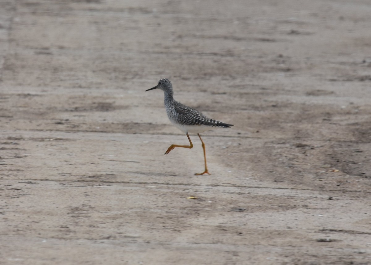 Lesser Yellowlegs - ML173590611