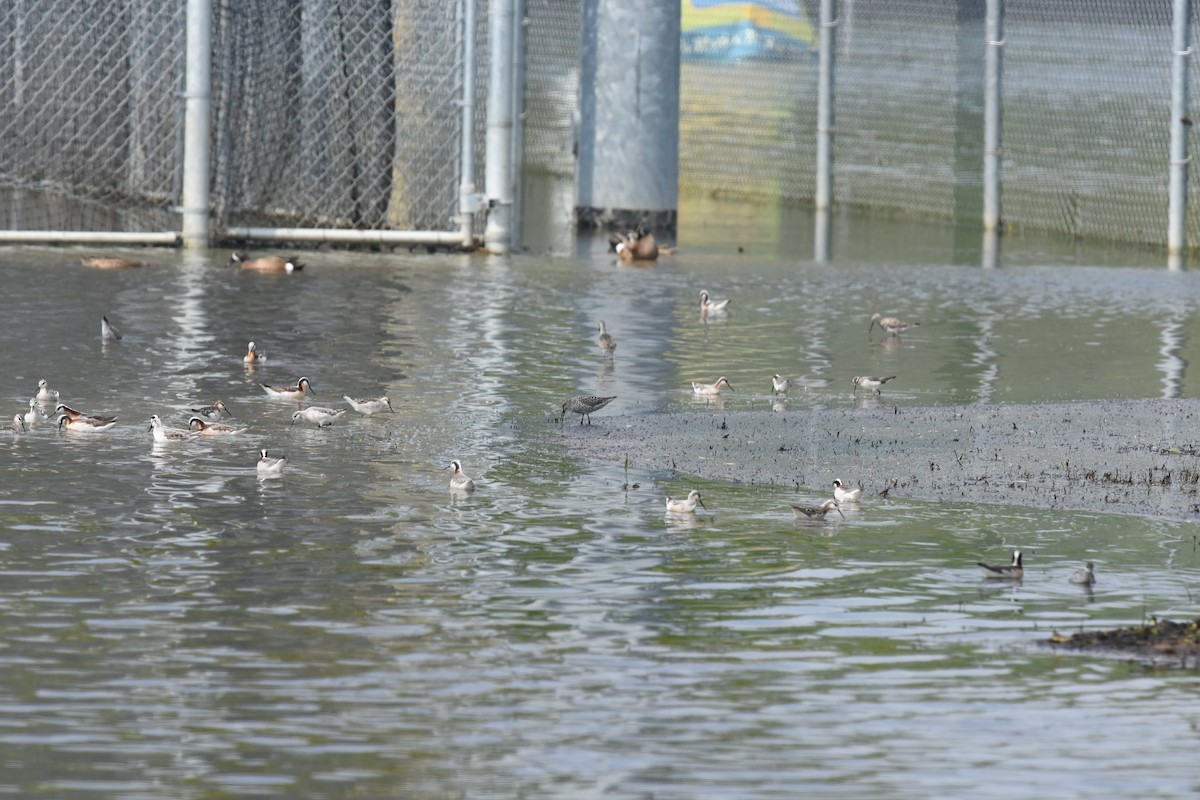 Wilson's Phalarope - ML173590721