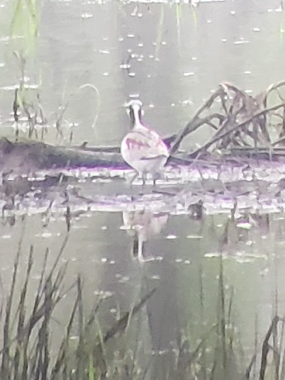 Wilson's Phalarope - ML173591451
