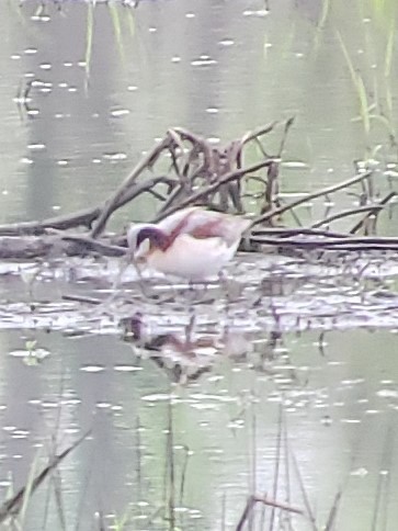 Wilson's Phalarope - ML173591551