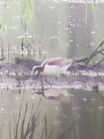 Wilson's Phalarope - ML173591571