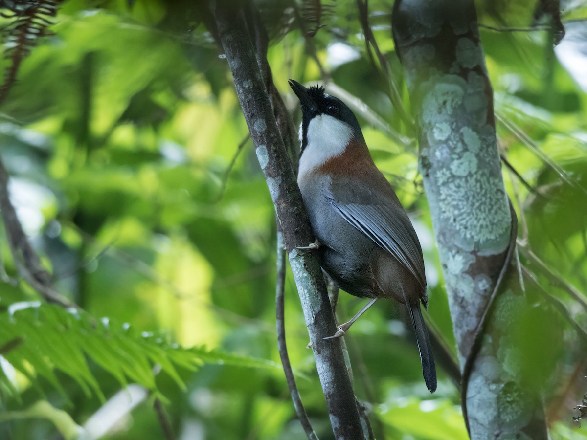 Chestnut-backed Laughingthrush - Garima Bhatia