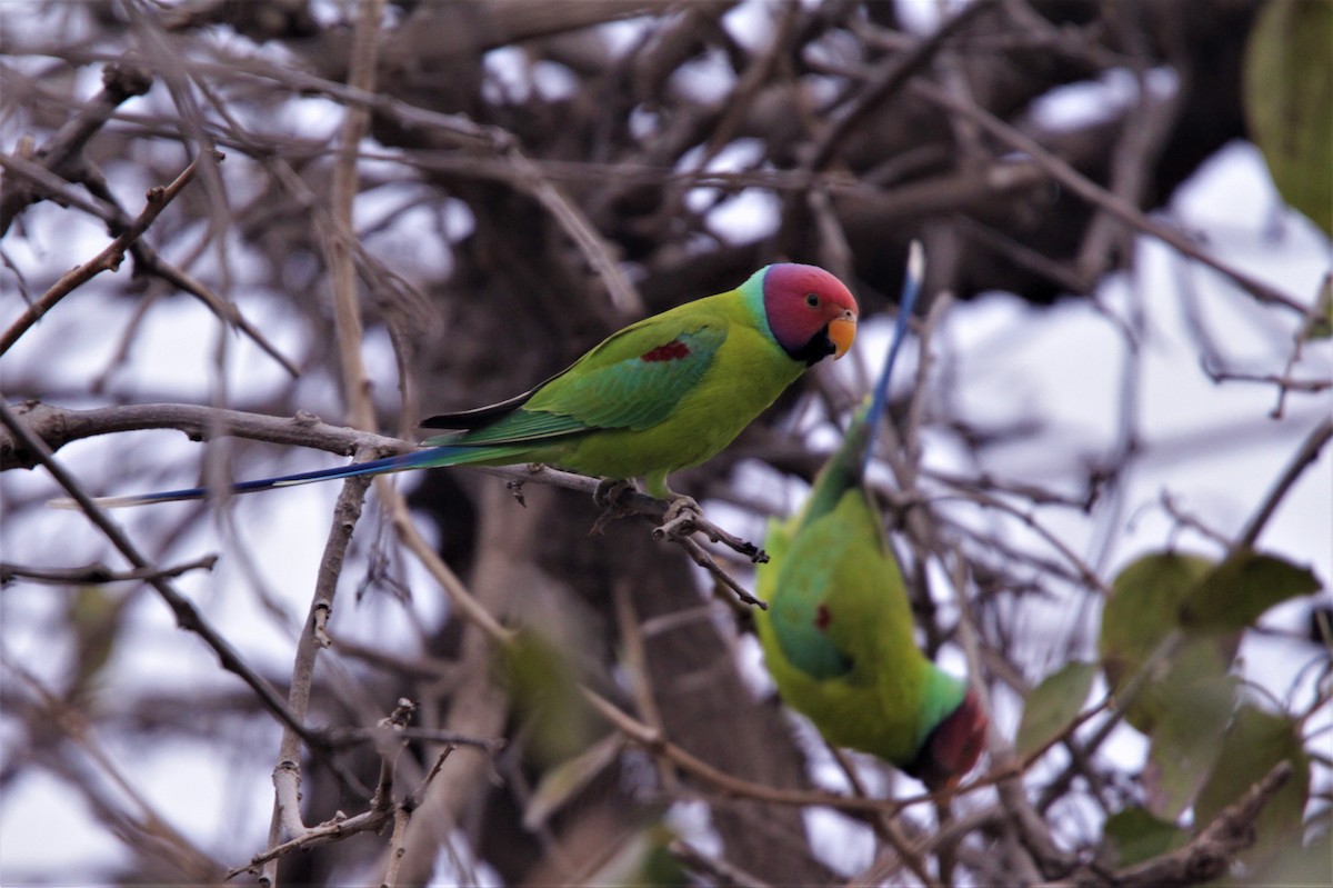 Plum-headed Parakeet - ML173592781