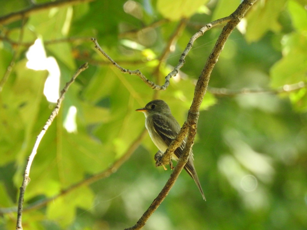 Eastern Wood-Pewee - Pam  Robinson