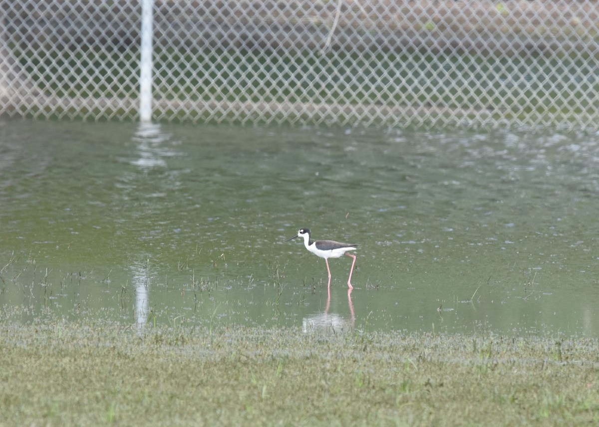 Black-necked Stilt - ML173593111