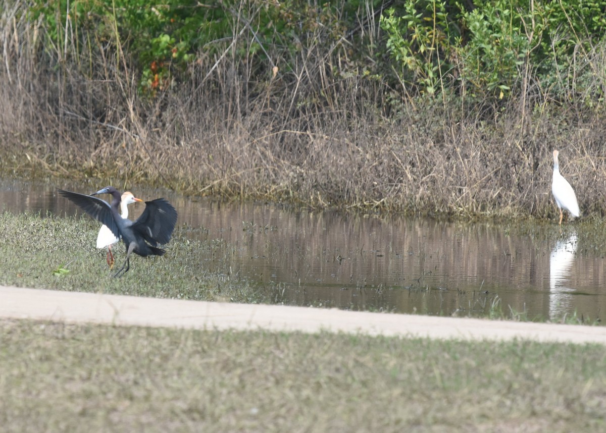 Western Cattle Egret - ML173593251