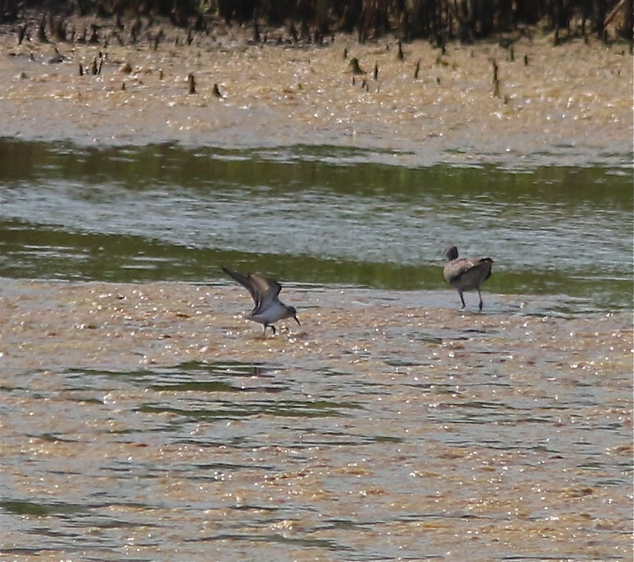 Bergstrandläufer - ML173594751