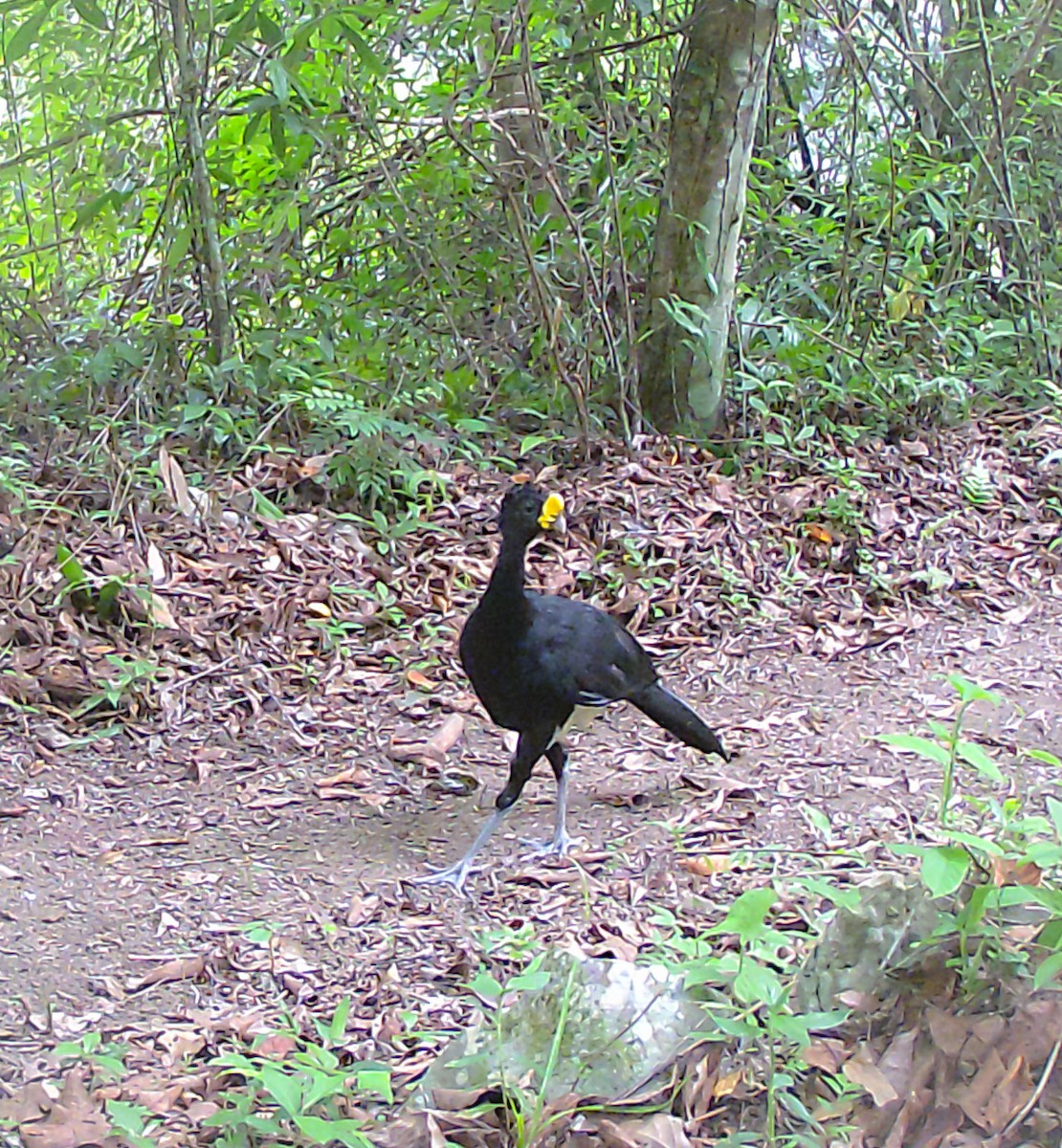 Great Curassow - ML173595221