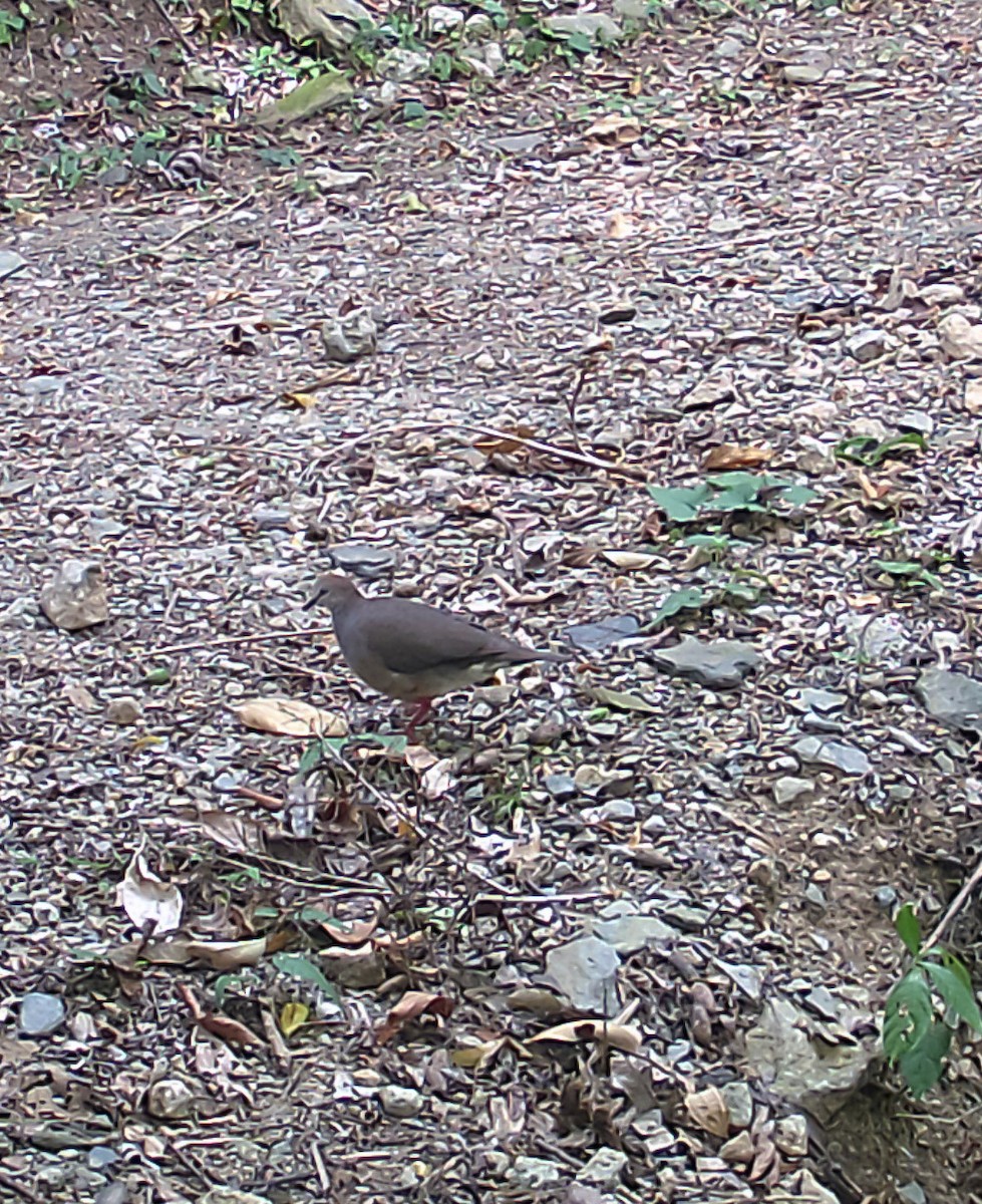 Gray-chested Dove - ML173595251