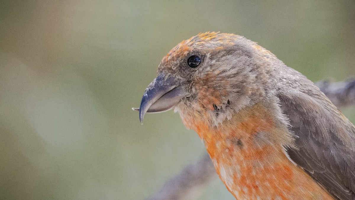 Red Crossbill - ML173595371