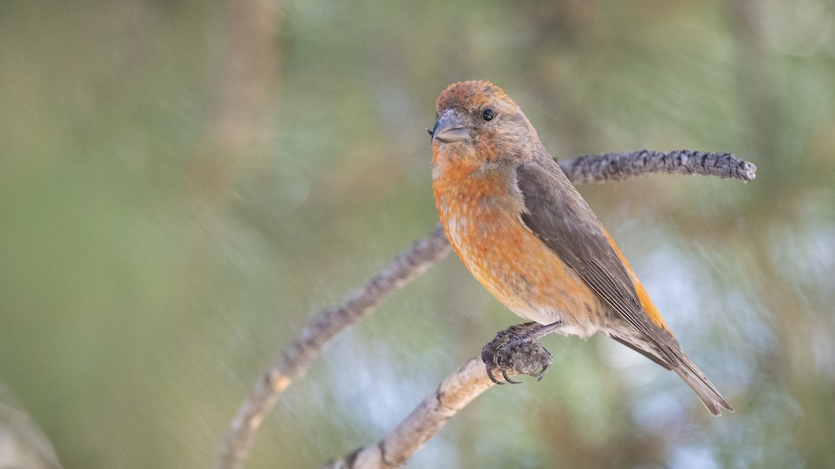 Red Crossbill - ML173595381