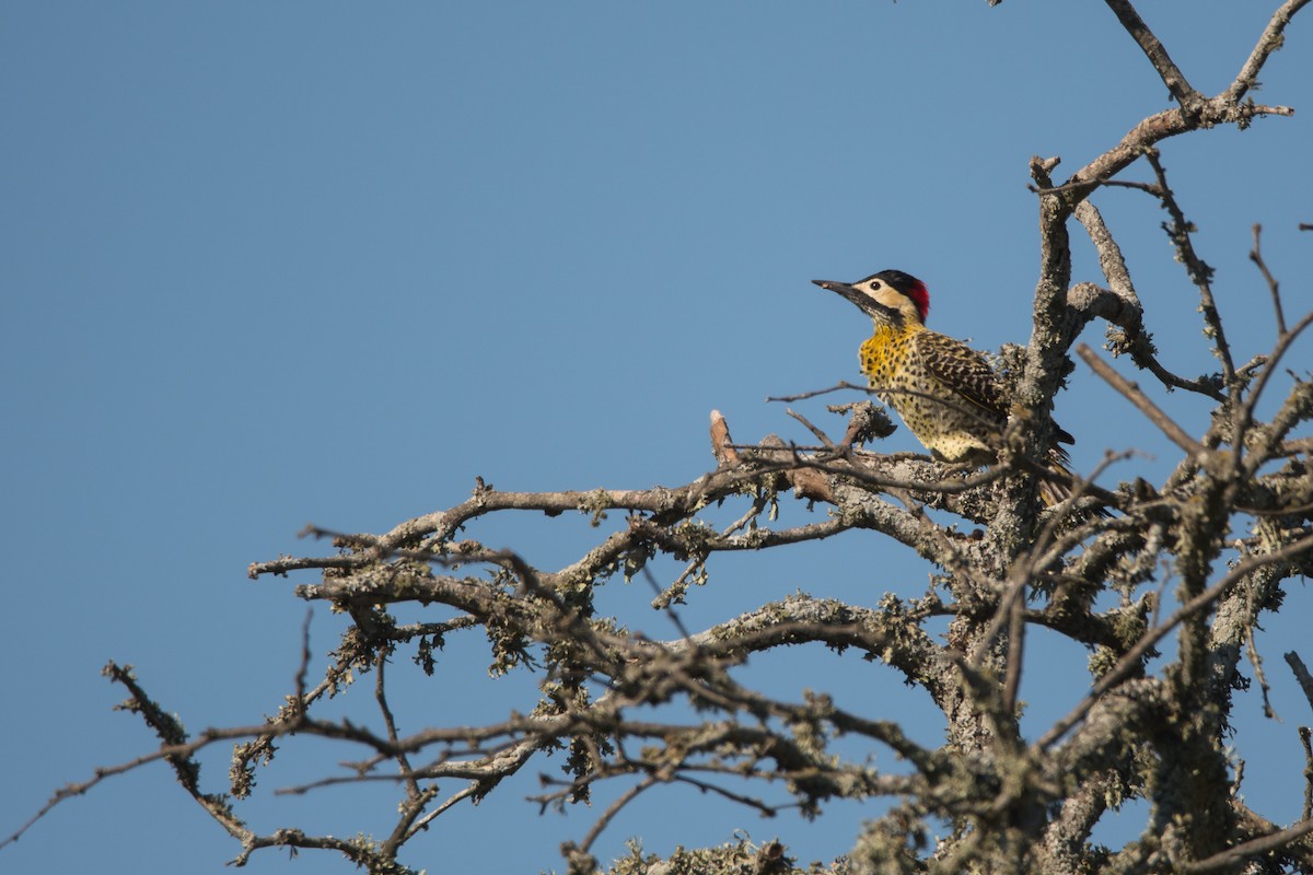 Green-barred Woodpecker - ML173595671