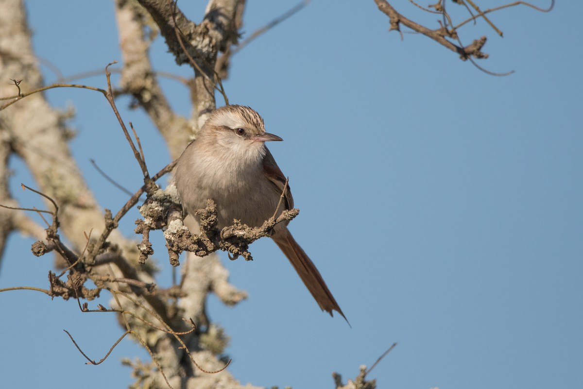 Stripe-crowned Spinetail - Pablo Re