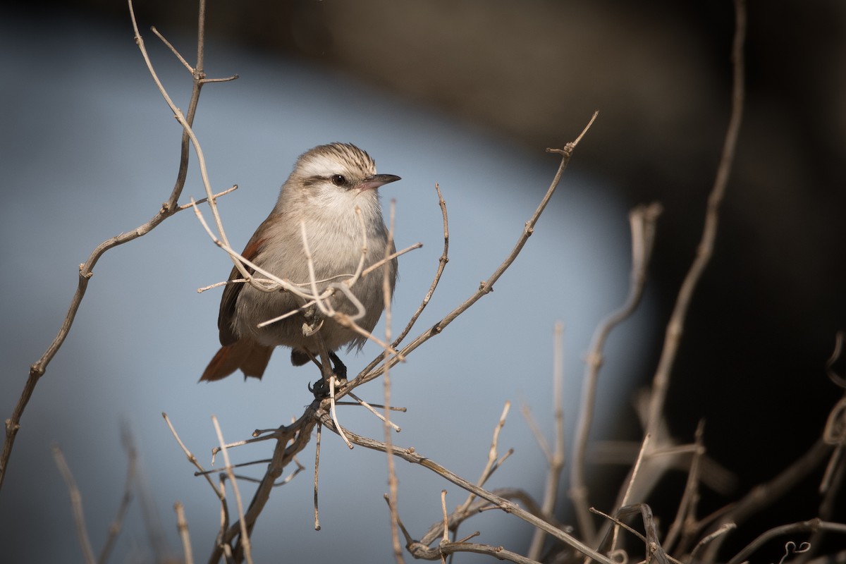 Stripe-crowned Spinetail - ML173595801