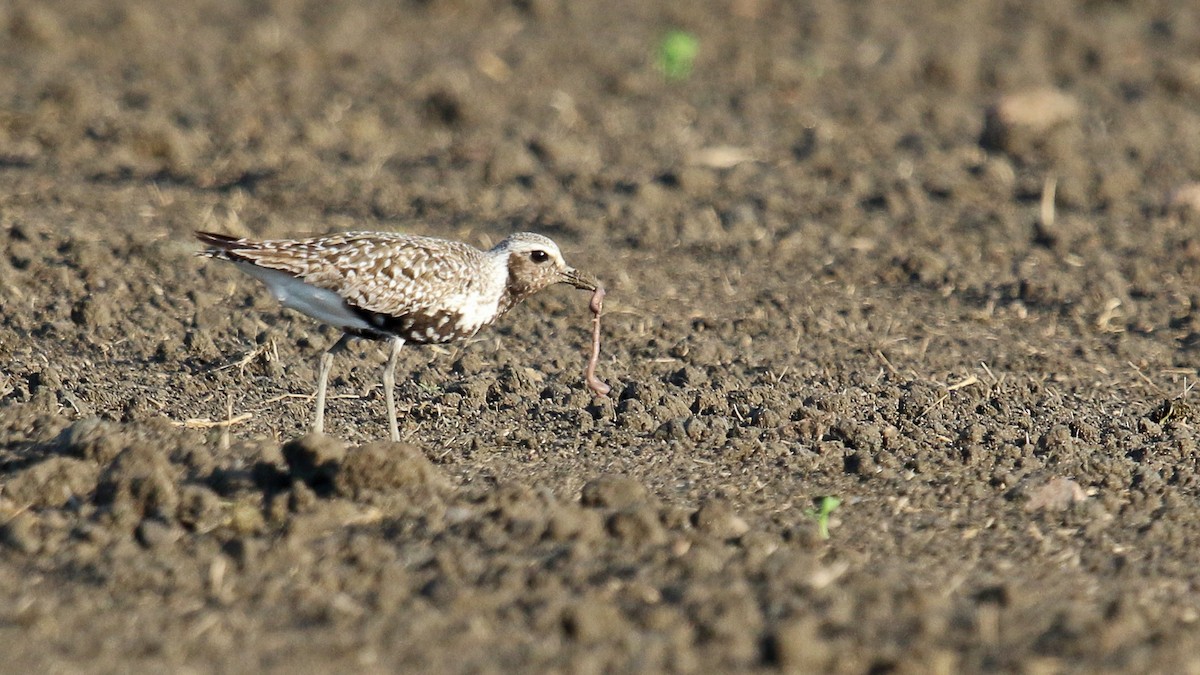 Black-bellied Plover - ML173595811