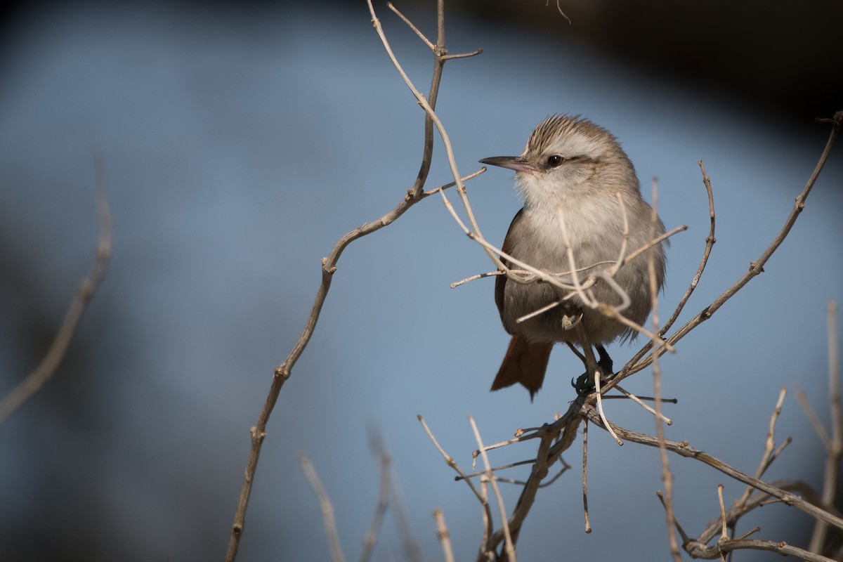 Stripe-crowned Spinetail - Pablo Re