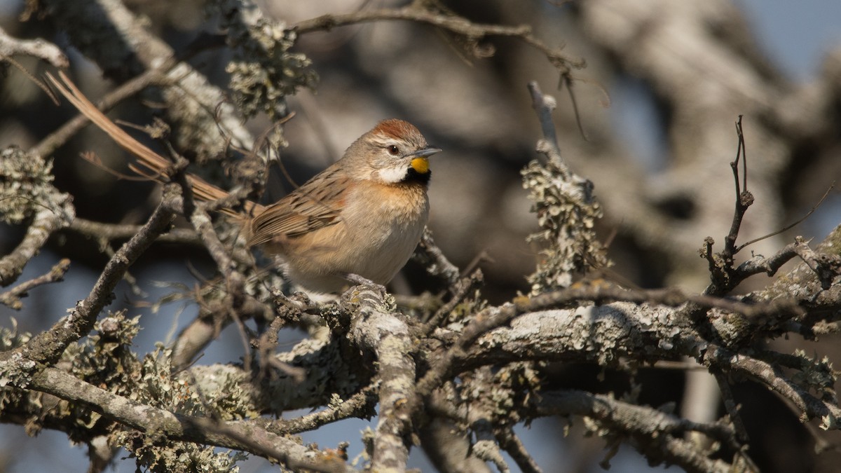 Chotoy Spinetail - ML173596081