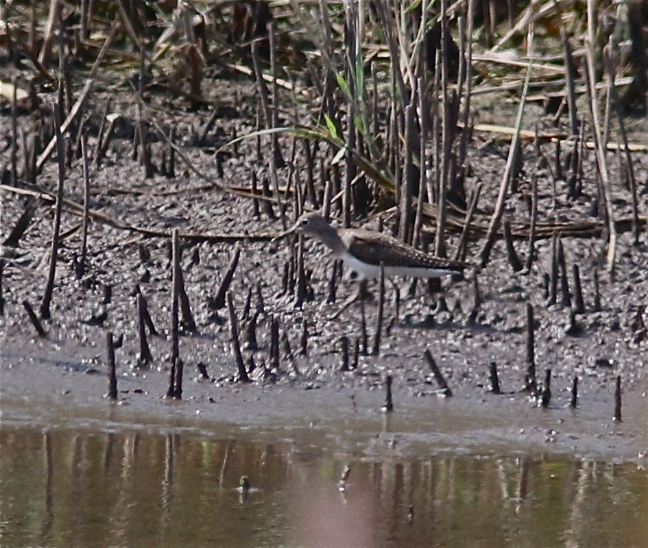 Solitary Sandpiper - ML173596891