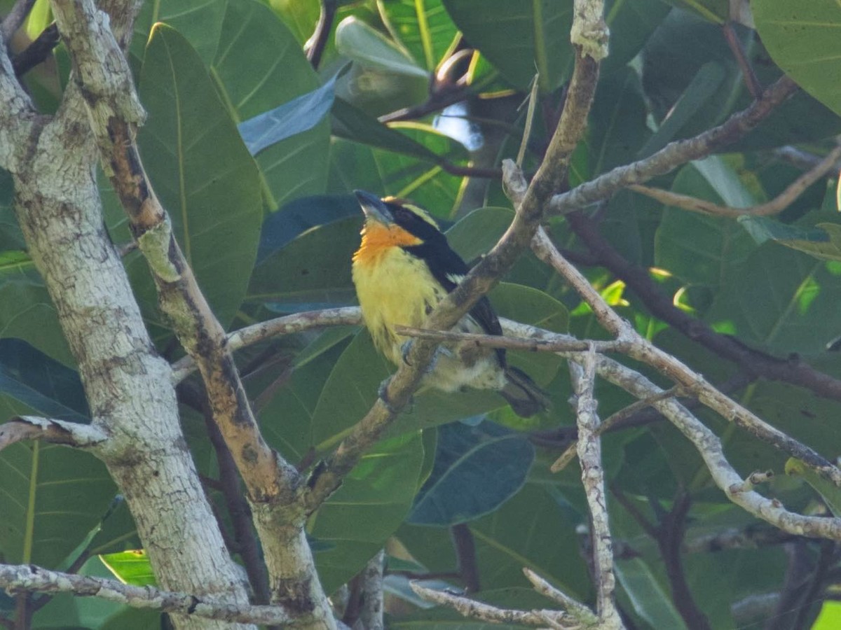 Gilded Barbet - ML173596951