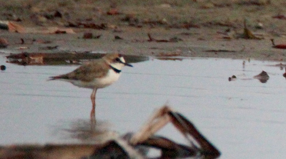 Collared Plover - ML173597971