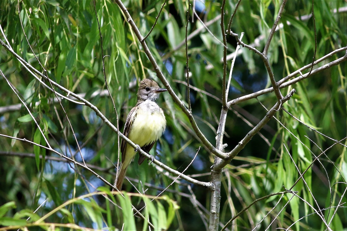 Great Crested Flycatcher - ML173598761