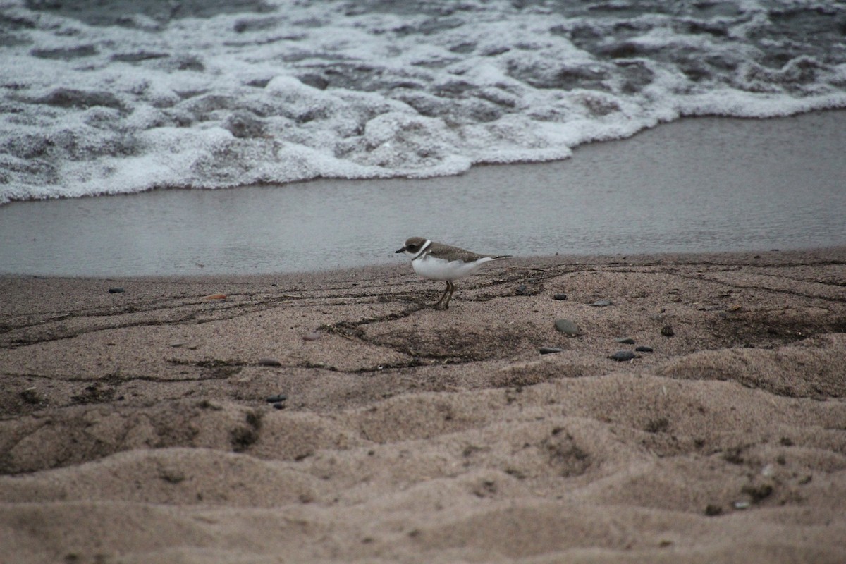 Semipalmated Plover - Laurel Barnhill