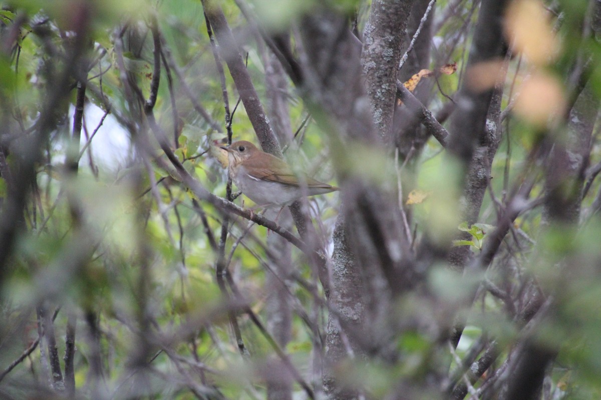 Veery - Laurel Barnhill