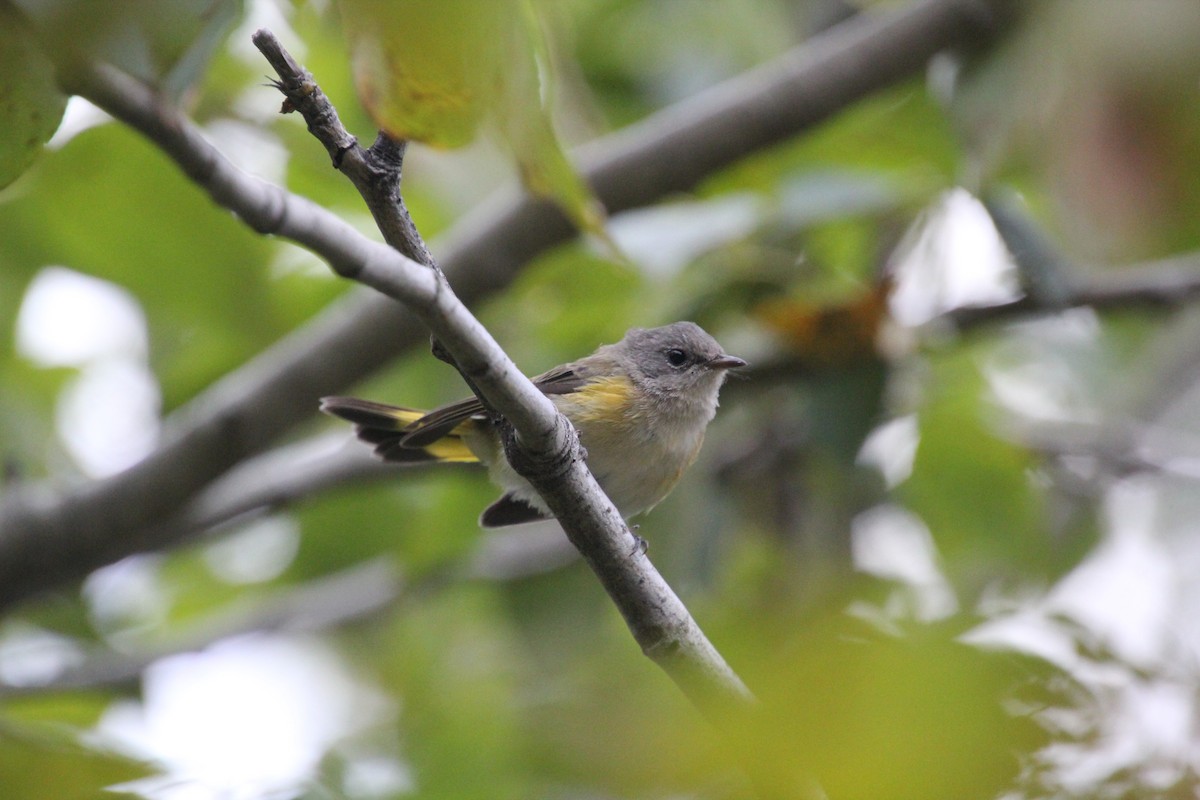 American Redstart - Laurel Barnhill