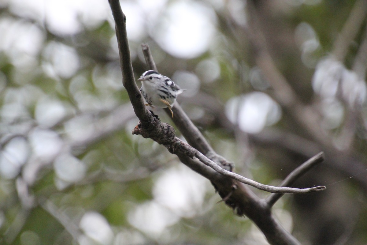 Black-and-white Warbler - Laurel Barnhill