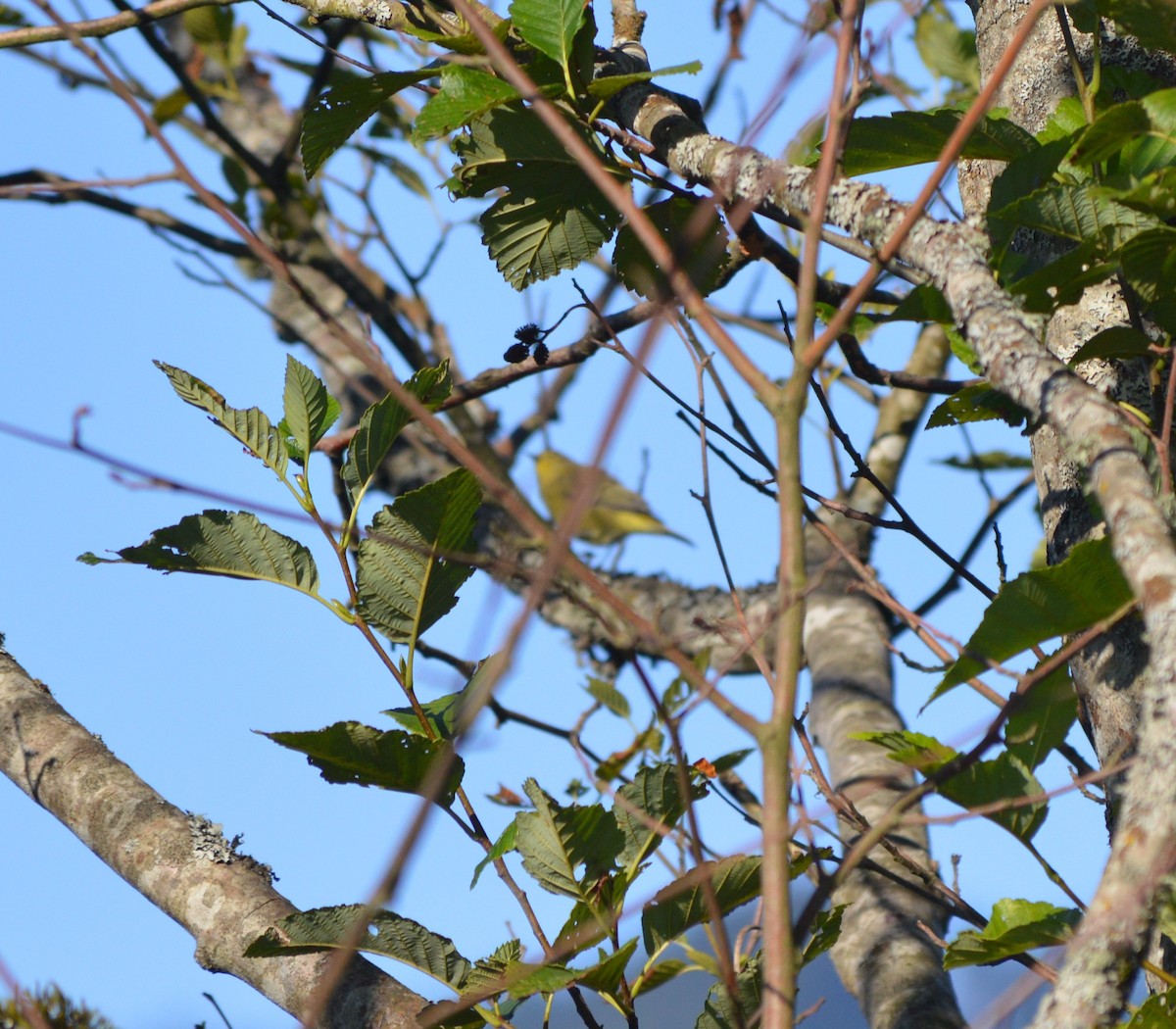 Orange-crowned Warbler - ML173599861