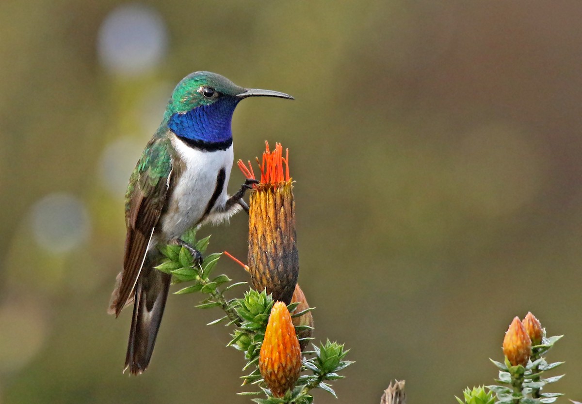 Blue-throated Hillstar - Roger Ahlman