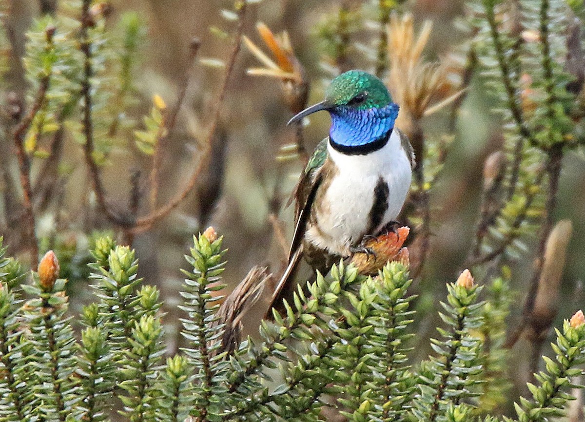 Blue-throated Hillstar - ML173601451