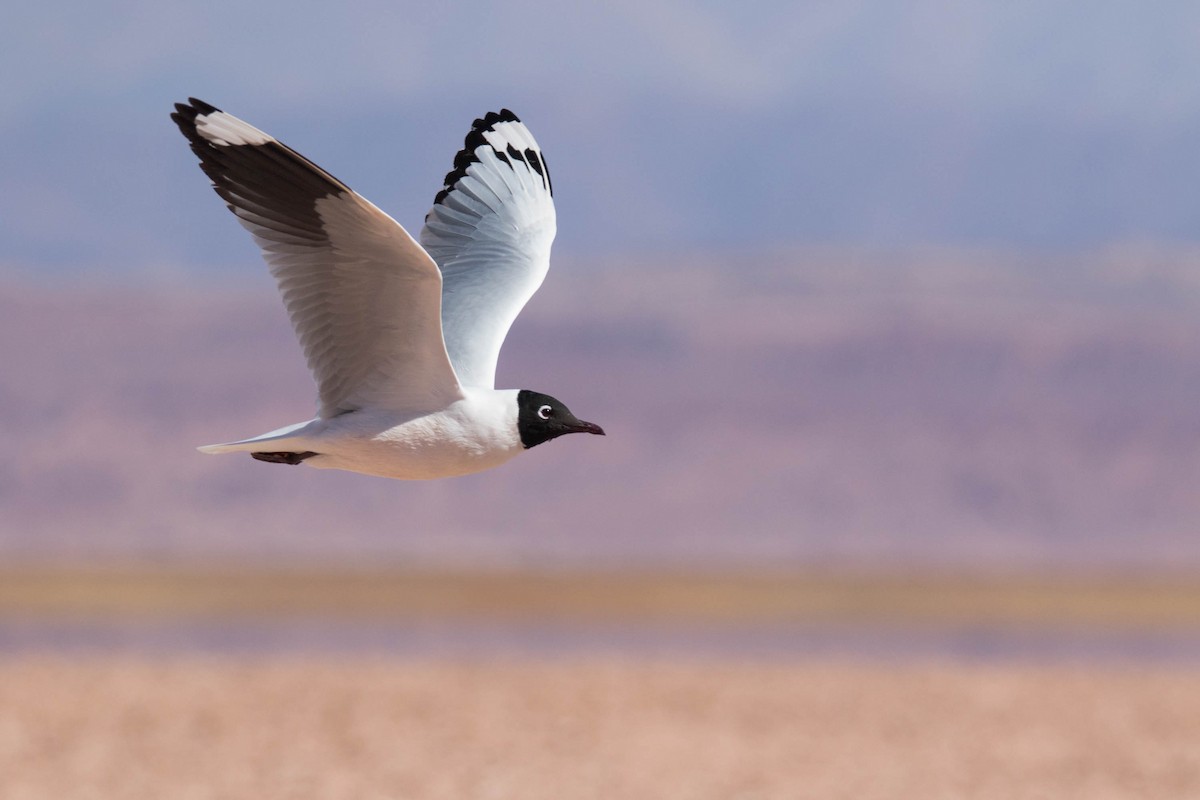 Andean Gull - ML173601971