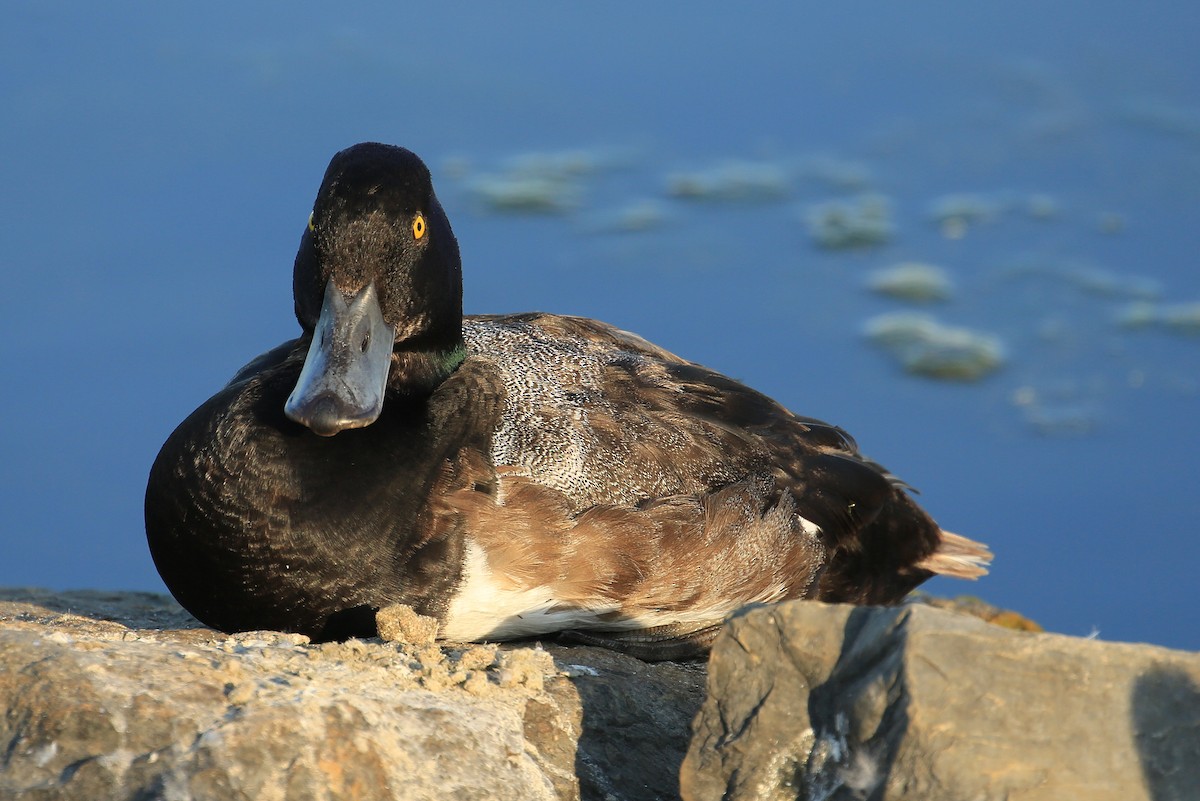 Greater Scaup - Tim Lenz