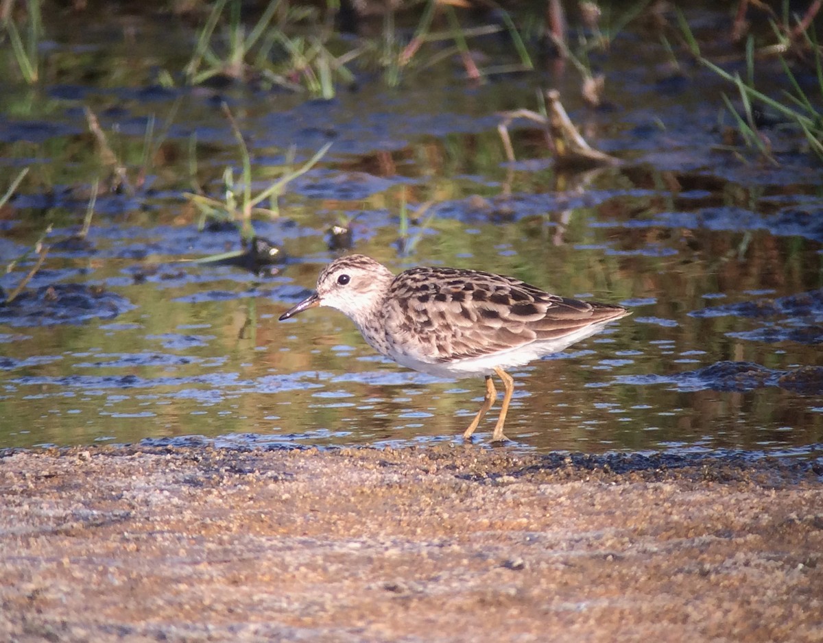 Long-toed Stint - ML173604811