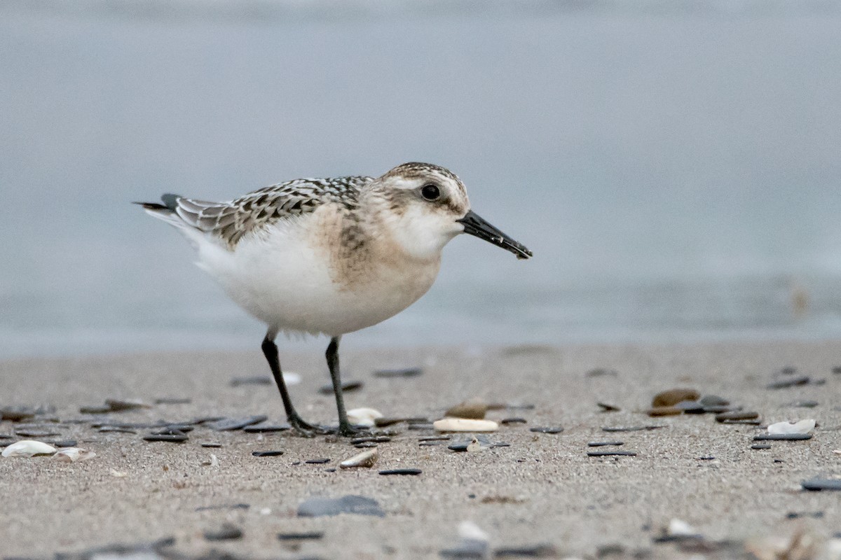 Sanderling - Sue Barth