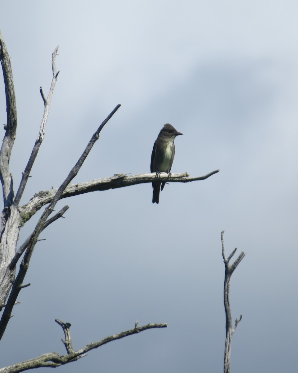 Olive-sided Flycatcher - ML173605601
