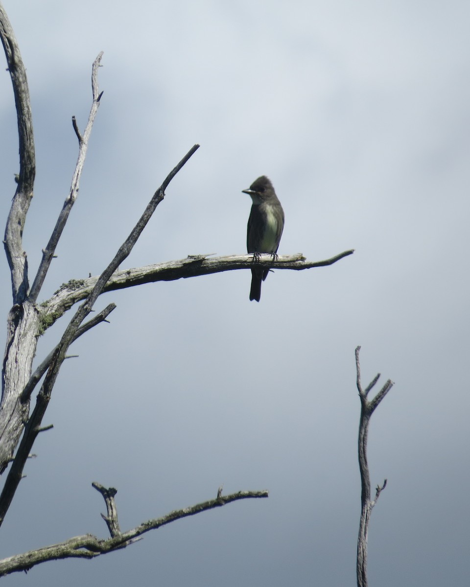 Olive-sided Flycatcher - ML173605641